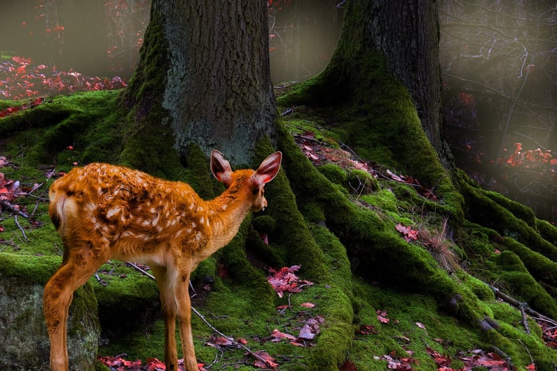 Wildlife Caution