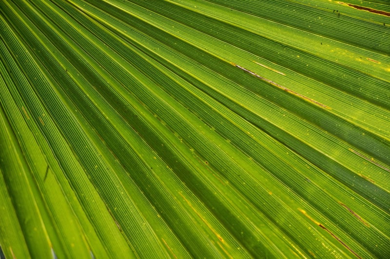 Palms on a sunny day