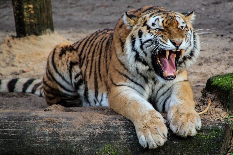 Tiger Wildlife